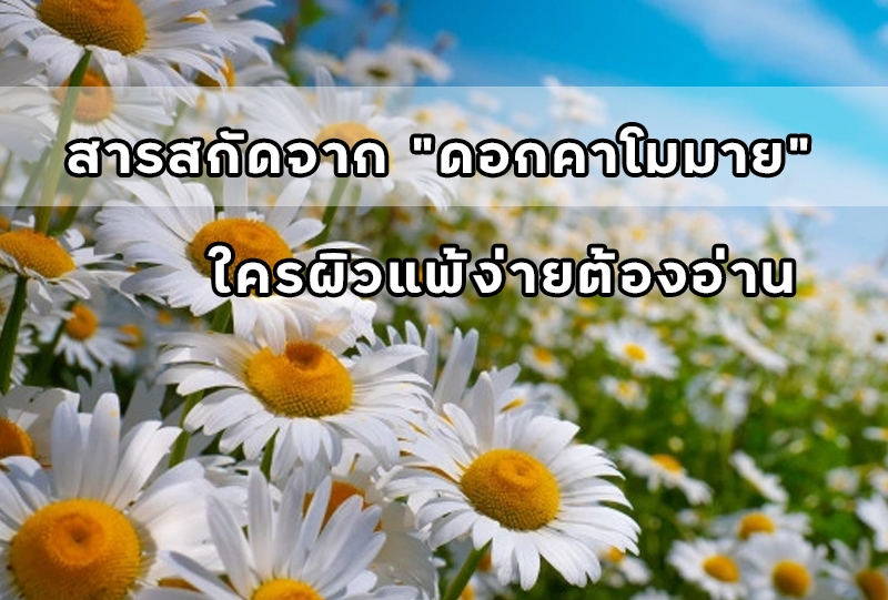 สารสกัดจากดอกคาโมมาย ใครผิวแพ้ง่ายต้องอ่าน