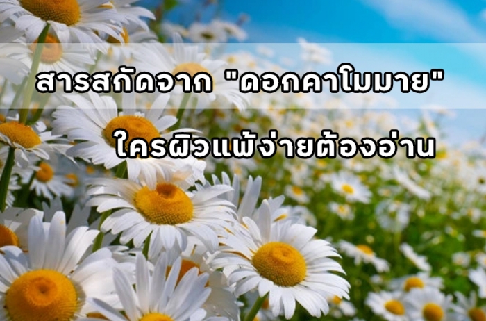 สารสกัดจากดอกคาโมมาย ใครผิวแพ้ง่ายต้องอ่าน
