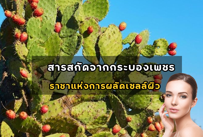 สารสกัดจากกระบองเพชร (EXFOLACTIVE EL) ราชาแห่งการผลัดเซลล์ผิว