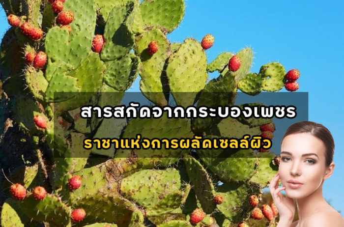 สารสกัดจากกระบองเพชร (EXFOLACTIVE EL) ราชาแห่งการผลัดเซลล์ผิว
